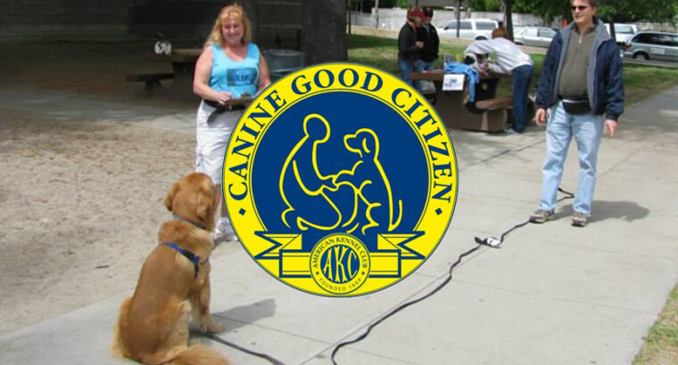 AKC- Canine Good Citizen Testing Only