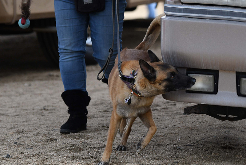 Nose work dog outlet training