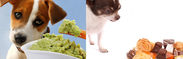 Foods That Are Hazardous to Dogs