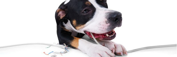 Dangerous pet areas in your home